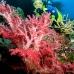 coral_soft_res_v_0705_png0006.jpg